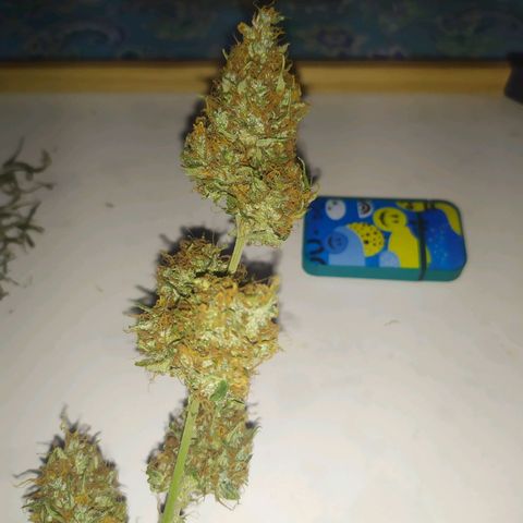 AK 47 auto  growlog timeline photo
