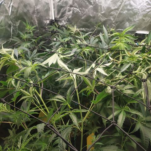 Peyote forum  growlog timeline photo
