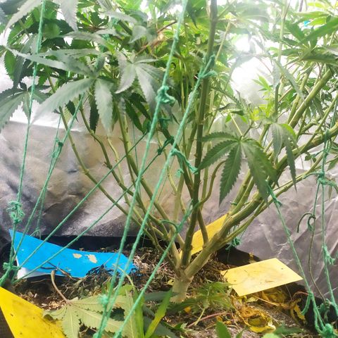 Peyote forum  growlog timeline photo