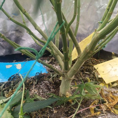 Peyote forum  growlog timeline photo