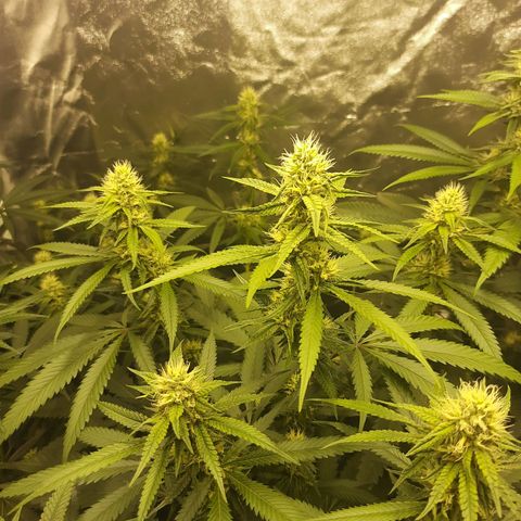 Peyote forum  growlog timeline photo