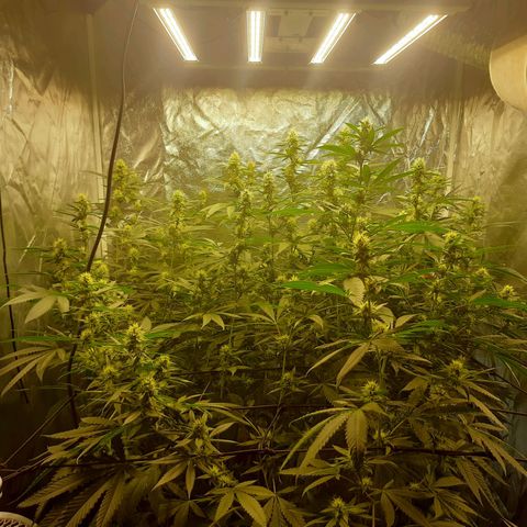 Peyote forum  growlog timeline photo
