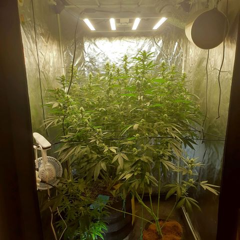 Peyote forum  growlog timeline photo