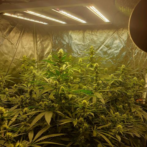 Peyote forum  growlog timeline photo