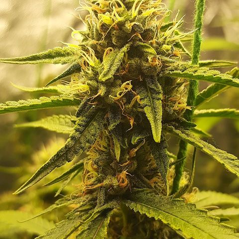 Peyote forum  growlog timeline photo