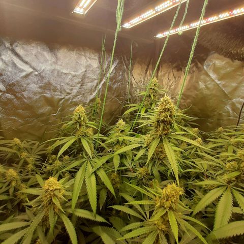 Peyote forum  growlog timeline photo