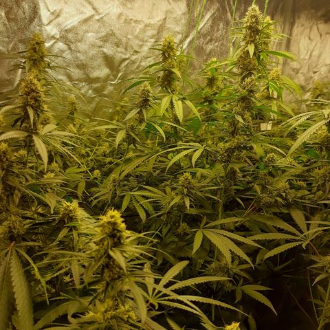 Peyote forum  growlog timeline photo