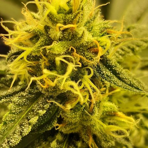 Peyote forum  growlog timeline photo