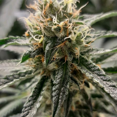 Peyote forum  growlog timeline photo