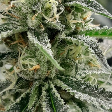 Peyote forum  growlog timeline photo