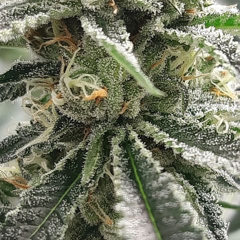 Peyote forum  growlog timeline photo