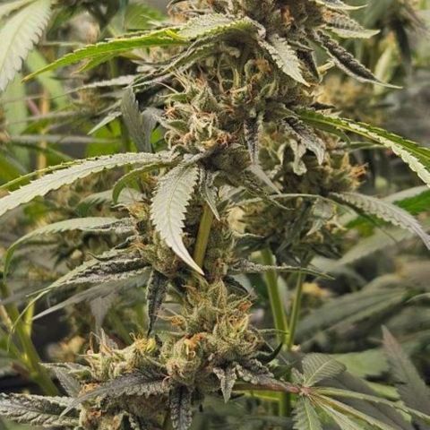 Peyote forum  growlog timeline photo