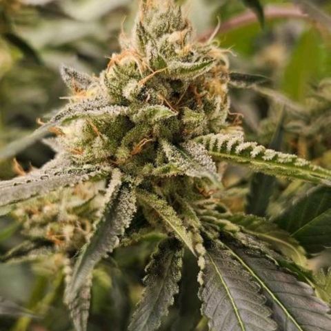 Peyote forum  growlog timeline photo