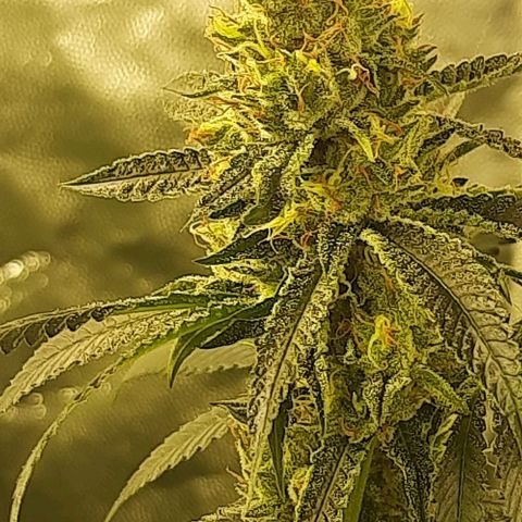Peyote forum  growlog timeline photo