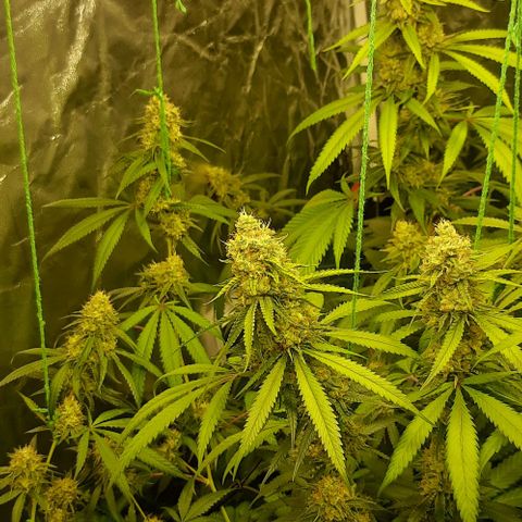 Peyote forum  growlog timeline photo