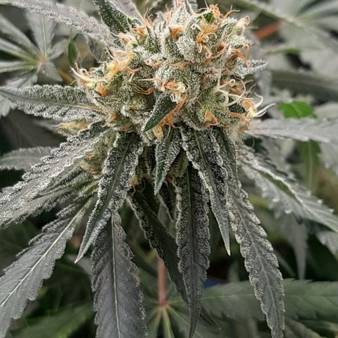 Peyote forum  growlog timeline photo