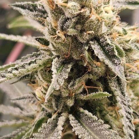 Peyote forum  growlog timeline photo