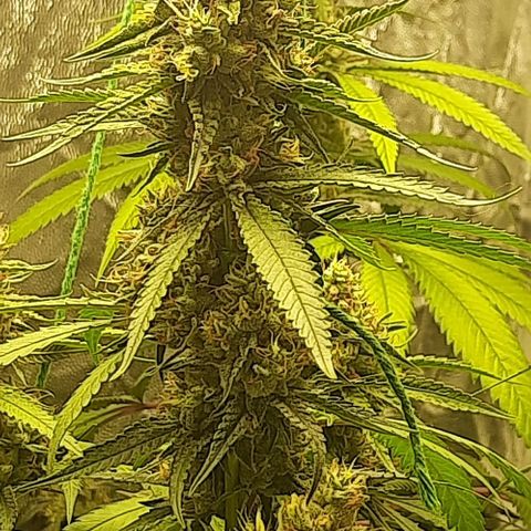 Peyote forum  growlog timeline photo