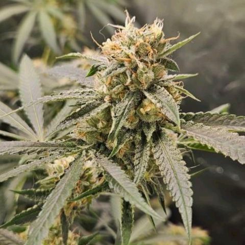Peyote forum  growlog timeline photo