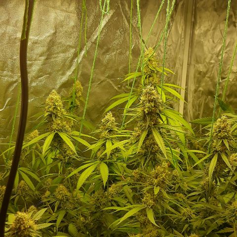 Peyote forum  growlog timeline photo