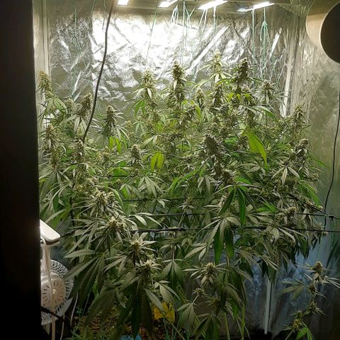 Peyote forum  growlog timeline photo