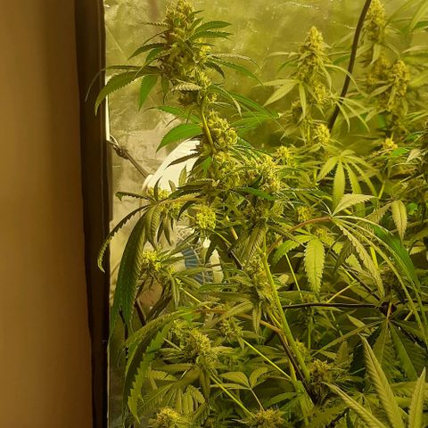 Peyote forum  growlog timeline photo
