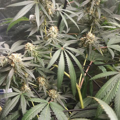 Peyote forum  growlog timeline photo