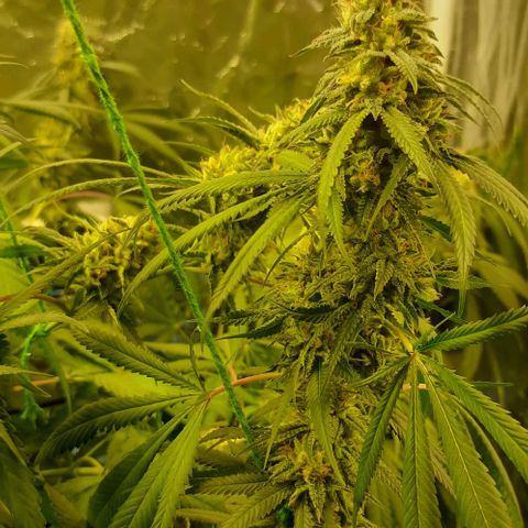 Peyote forum  growlog timeline photo
