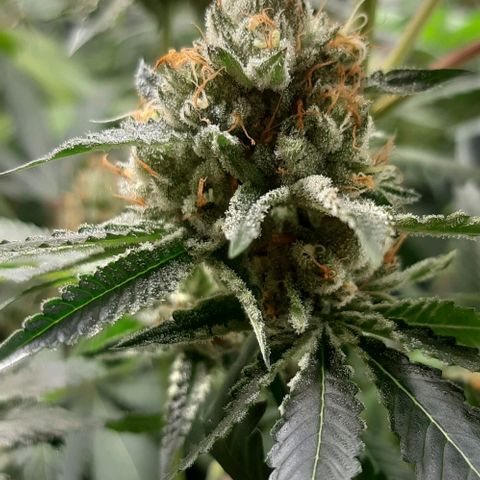 Peyote forum  growlog timeline photo