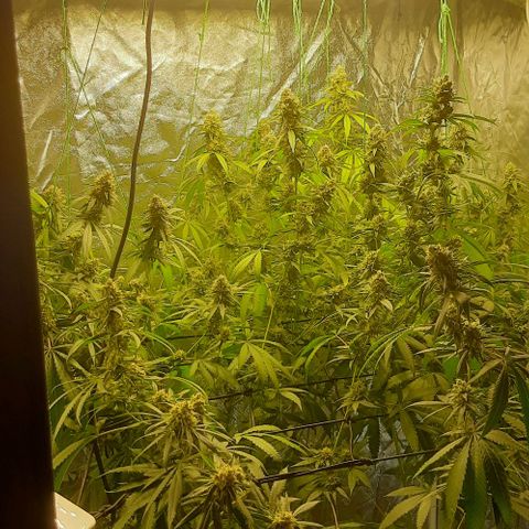 Peyote forum  growlog timeline photo