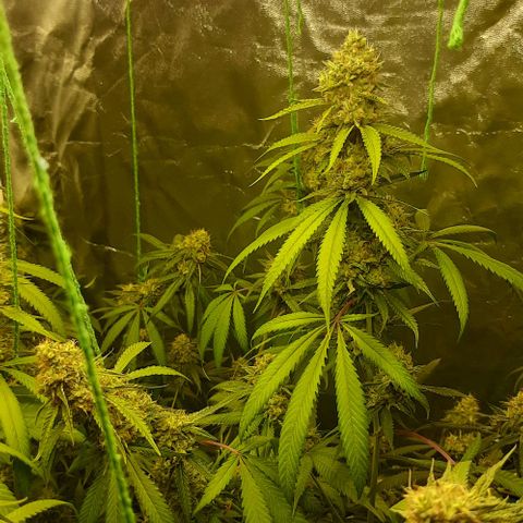 Peyote forum  growlog timeline photo