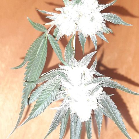 Peyote forum  growlog timeline photo