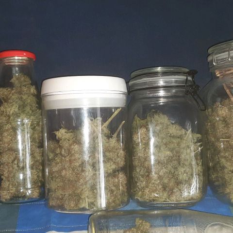 Peyote forum  growlog timeline photo