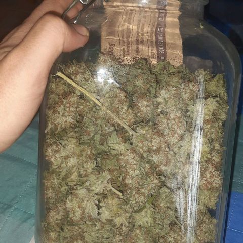 Peyote forum  growlog timeline photo