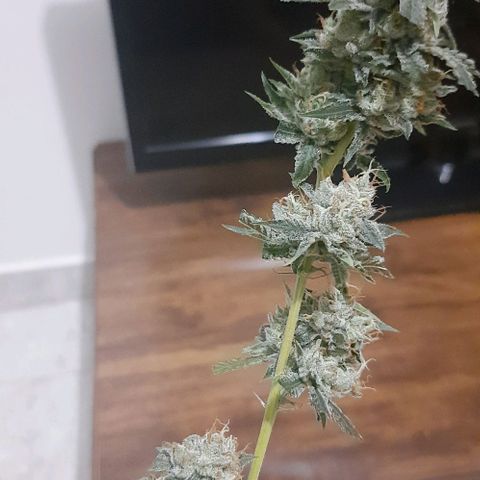 Peyote forum  growlog timeline photo