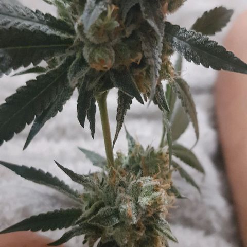 Peyote forum  growlog timeline photo