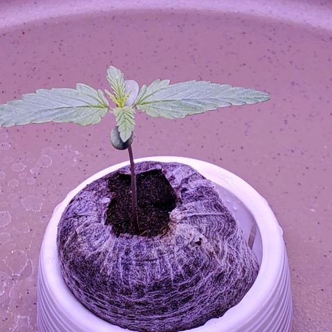 L.A. Confidential growlog photo: Yellowing lessening nicely.  Watering in am and eve.  Added CalMag to the tank.