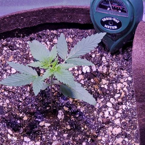 L.A. Confidential growlog photo: Day 16...looking good so far.