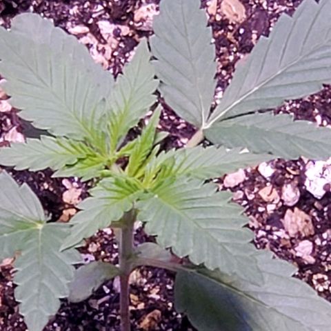 L.A. Confidential growlog photo: Day 16...looking good so far.