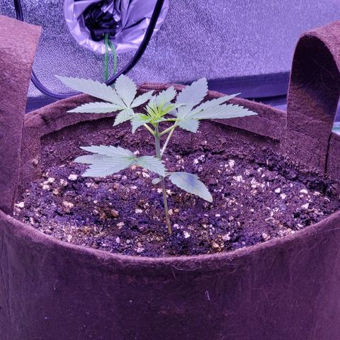 L.A. Confidential growlog photo: Growing taller!
