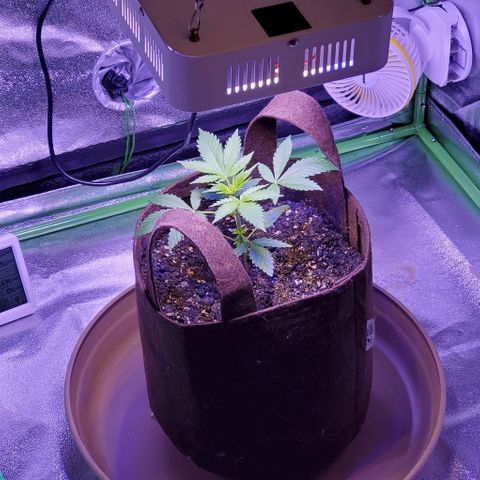 L.A. Confidential growlog timeline photo