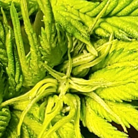 L.A. Confidential growlog timeline photo