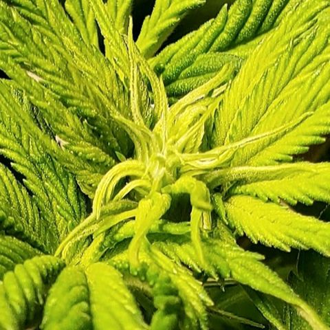 L.A. Confidential growlog photo: Pistils??