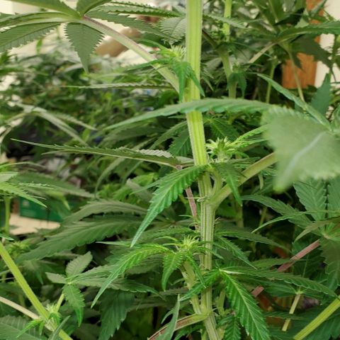 L.A. Confidential growlog timeline photo