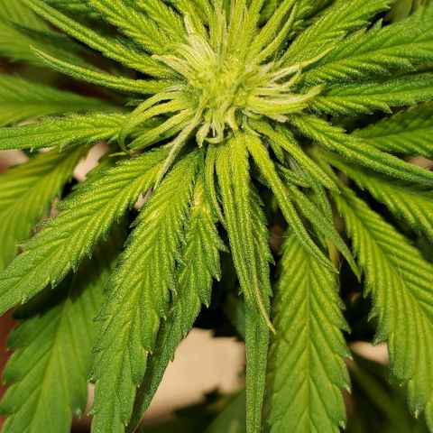 L.A. Confidential growlog timeline photo