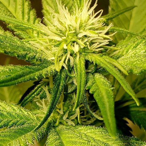 L.A. Confidential growlog timeline photo
