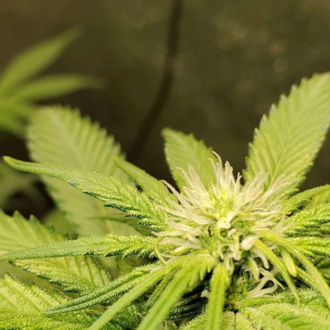 L.A. Confidential growlog timeline photo