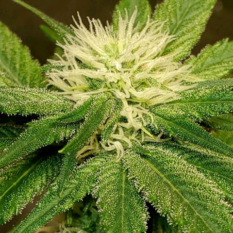 L.A. Confidential growlog timeline photo