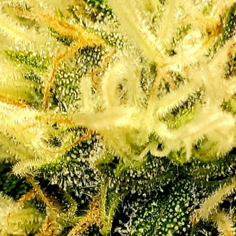 L.A. Confidential growlog timeline photo