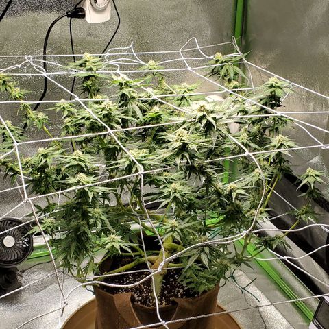 L.A. Confidential growlog timeline photo